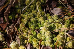 Sphagnum recurvum