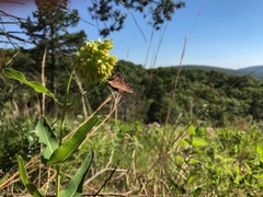 Asclepias meadii
