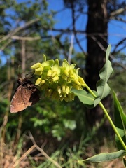 Asclepias meadii