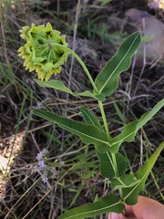 Asclepias meadii