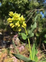 Asclepias meadii