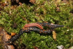 Polydesmus abchasius