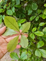 Pseudopanax discolor