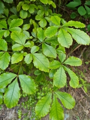 Pseudopanax discolor
