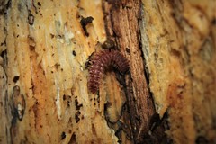 Polydesmus abchasius