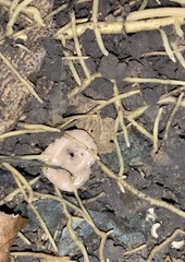 Australopacifica garveyi