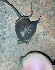 Australopacifica garveyi