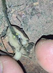Australopacifica garveyi