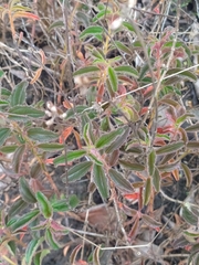 Ernestia confertiflora