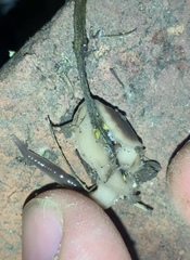 Australopacifica garveyi
