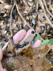 Desmognathus perlapsus