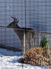 Odocoileus virginianus