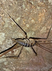 Pachyrhamma acanthocerum