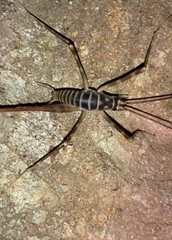 Pachyrhamma acanthocerum