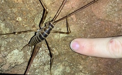 Pachyrhamma acanthocerum