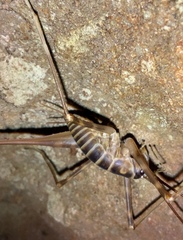 Pachyrhamma acanthocerum