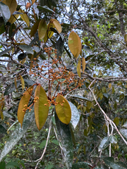 Chrysophyllum oliviforme