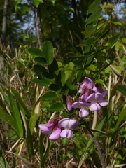 Robinia hispida hispida