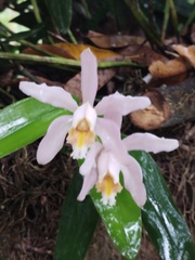 Cattleya