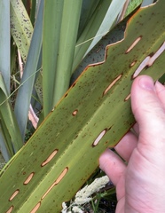 Orthoclydon praefectata