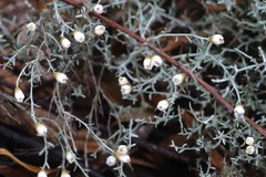 Argentipallium tephrodes