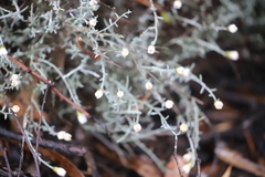 Argentipallium tephrodes