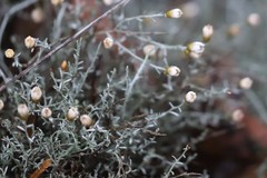 Argentipallium tephrodes