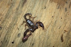 Euscorpius mingrelicus