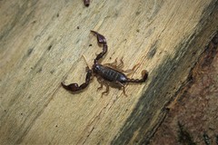 Euscorpius mingrelicus