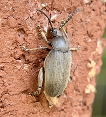 Pachymerus nucleorum