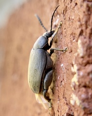 Pachymerus nucleorum