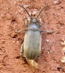 Pachymerus nucleorum