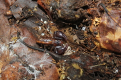 Euscorpius mingrelicus