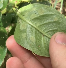 Phyllocoptes coprosmae