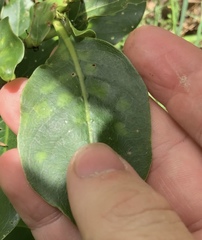 Phyllocoptes coprosmae