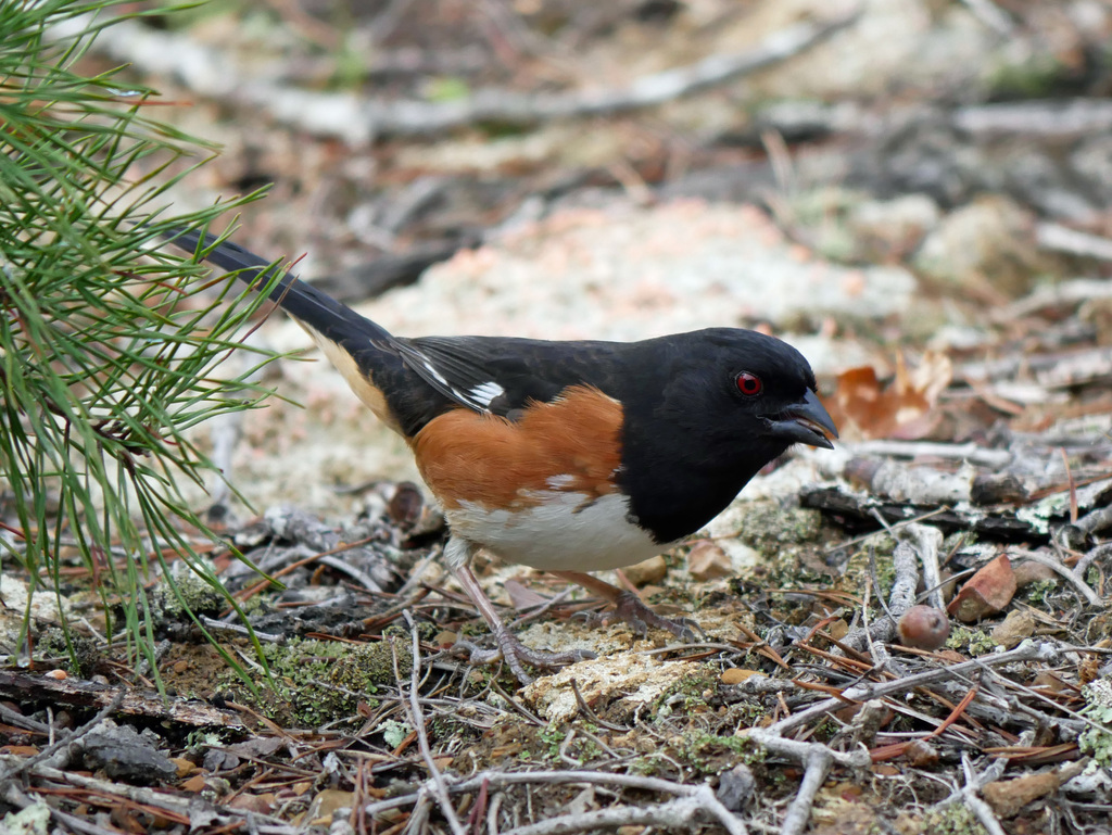Eastern Towhee - Photo (c) Kristi, some rights reserved (CC BY-NC-SA)