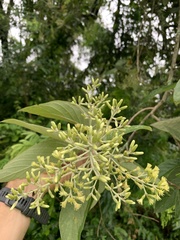 Moquiniastrum polymorphum