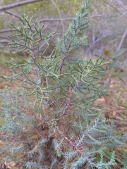 Juniperus occidentalis