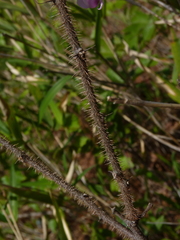 Robinia hispida hispida