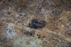 Euscorpius mingrelicus