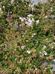 Veronica hookeriana