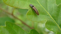 Athous vittatus