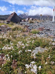 Veronica hookeriana