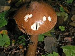 Amanita fulvoides