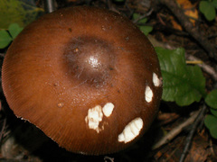 Amanita fulvoides