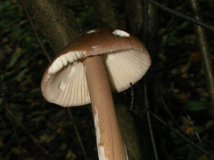 Amanita fulvoides