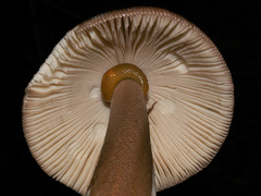 Amanita fulvoides