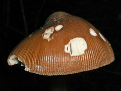 Amanita fulvoides