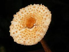 Lepiota castanea