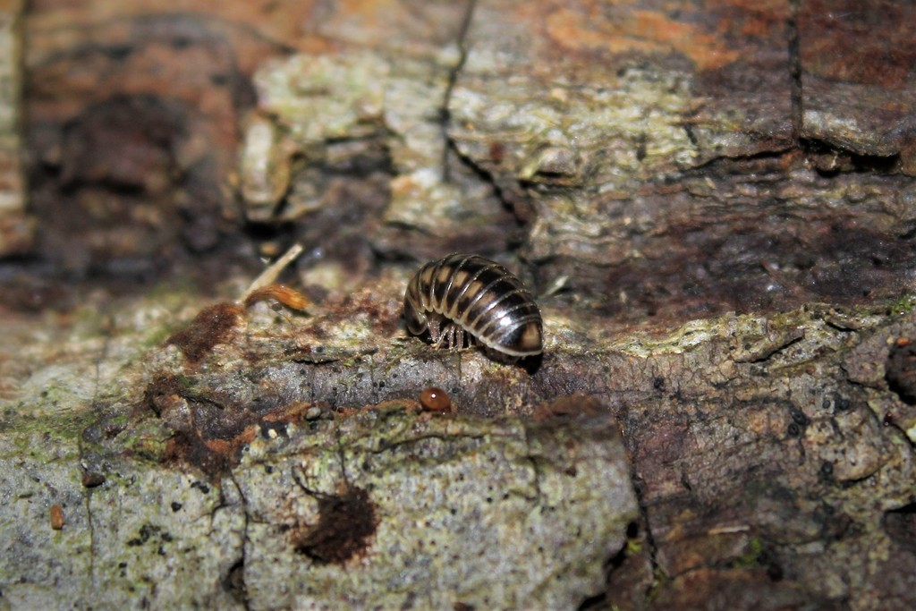 Hyleoglomeris awchasica